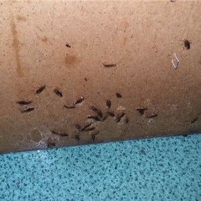 Уничтожение тараканов г.Владивосток