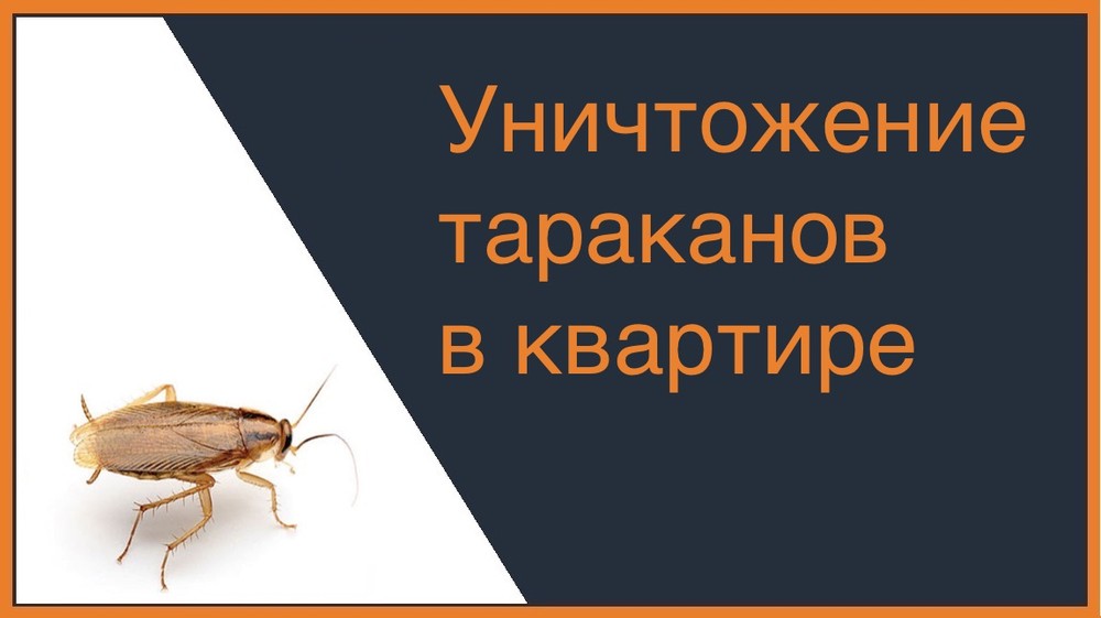 Уничтожение тараканов в квартире во Владивостоке