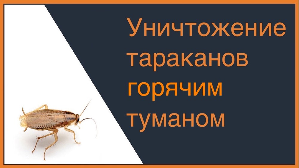 Уничтожение тараканов горячим туманом во Владивостоке