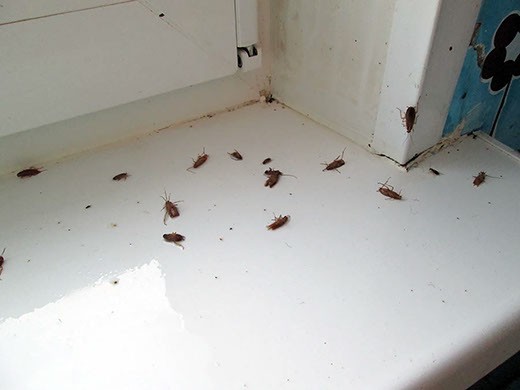 Дезинфекция от тараканов во Владивостоке – цены