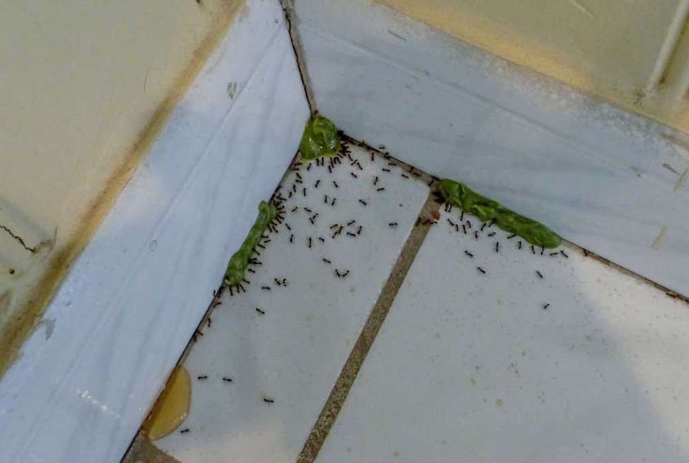Обработка от муравьев во Владивостоке