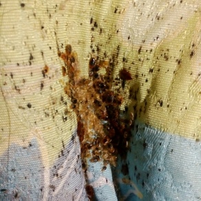 Уничтожение насекомых во Владивостоке (гостинка)