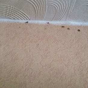 Выведение тараканов в квартире цена Владивосток