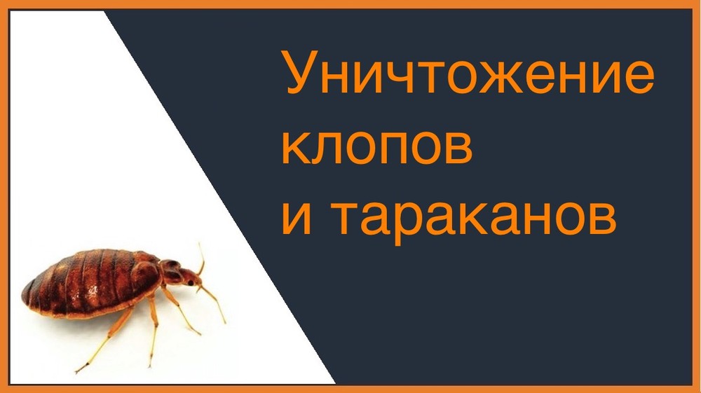 Уничтожение клопов и тараканов во Владивостоке