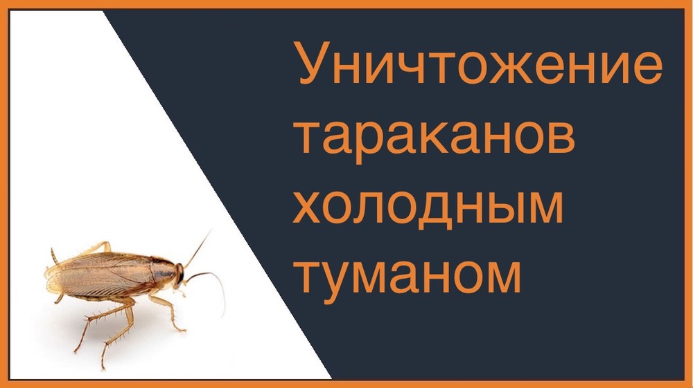 Уничтожение тараканов холодным туманом во Владивостоке