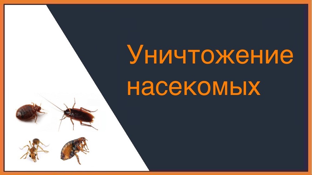 Уничтожение насекомых во Владивостоке