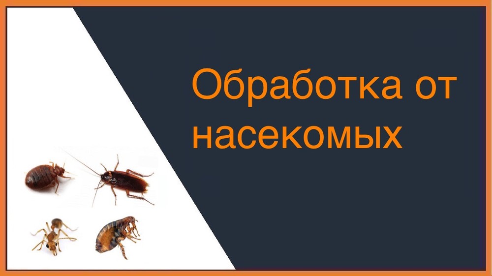 Обработка от насекомых во Владивостоке