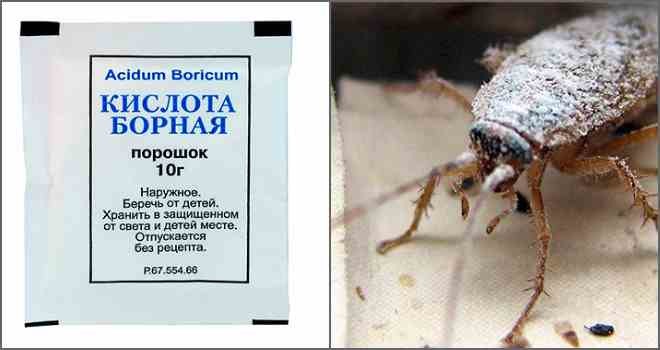 Борная кислота от тараканов – отзывы во Владивостоке