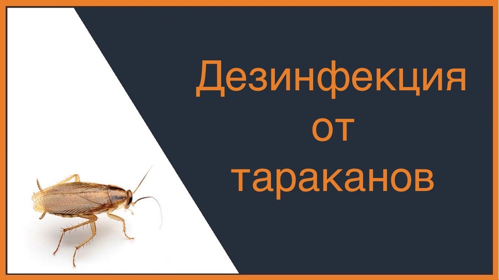 Дезинфекция от тараканов во Владивостоке