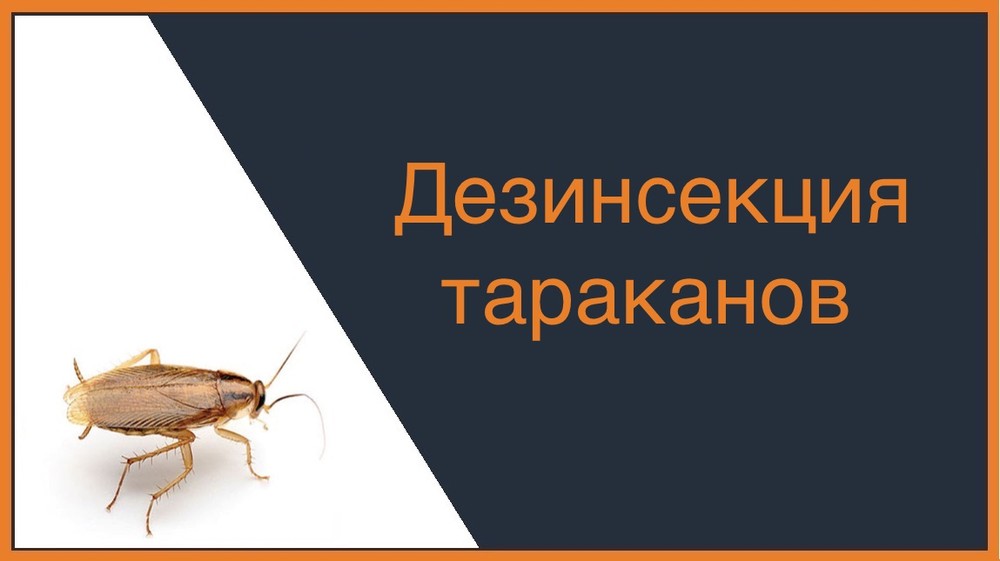 Дезинсекция тараканов во Владивостоке