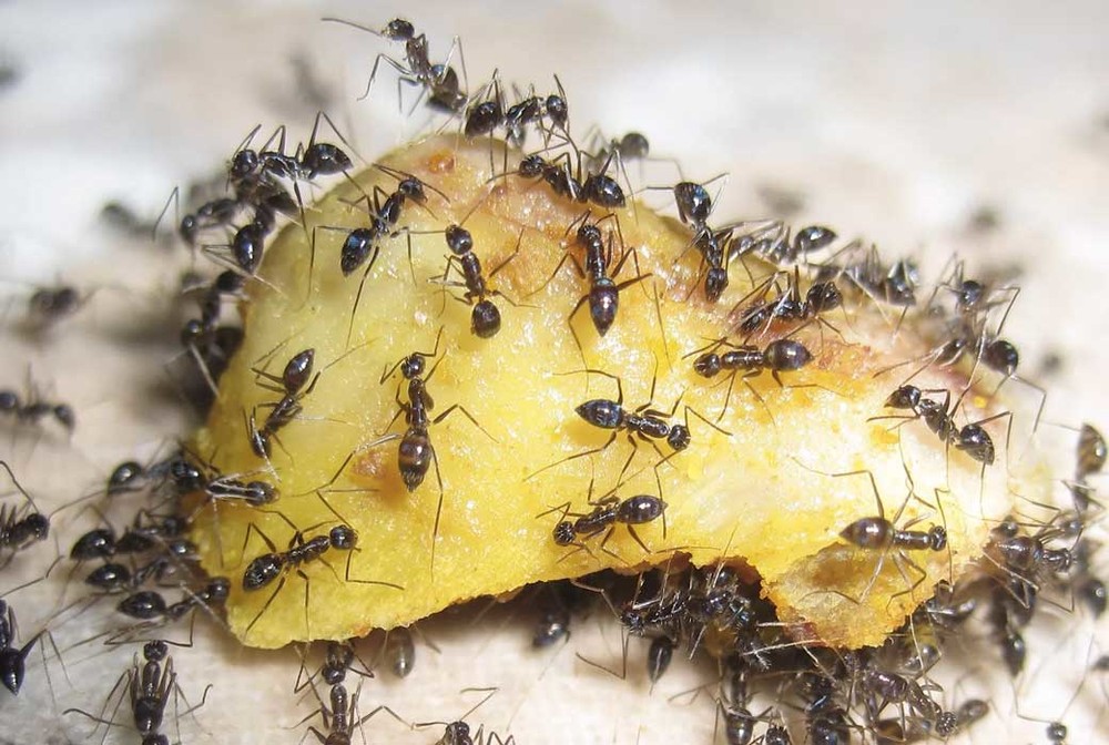Уничтожение муравьев в квартире во Владивостоке